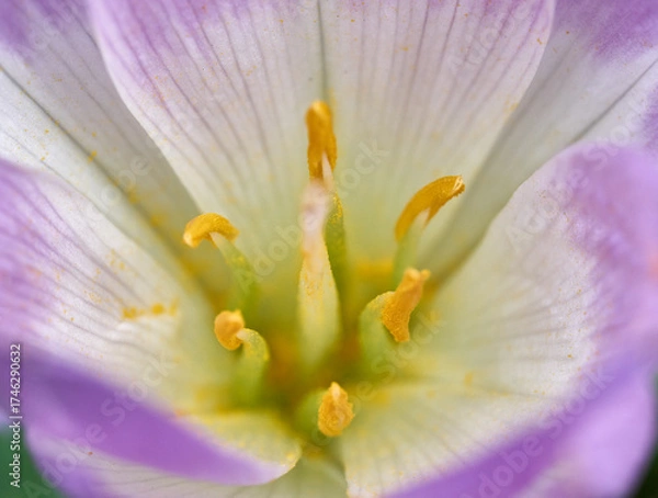 Obraz Autumn Crocus Colchicum close up macro 
