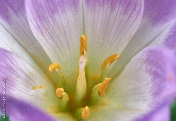 Obraz Autumn Crocus Colchicum close up macro 