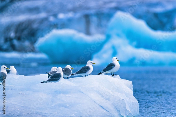 Fototapeta Black-legged kittiwake resting on a ice floe in the arctic