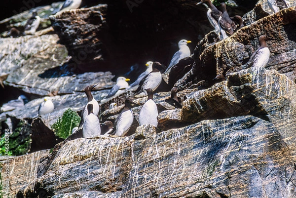 Fototapeta Nesting Murre birds on a cliff