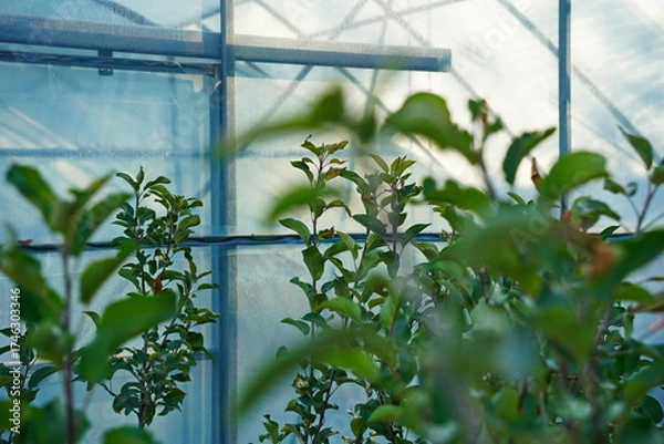 Fototapeta Branches of an apple tree. Big garden, harvest time.