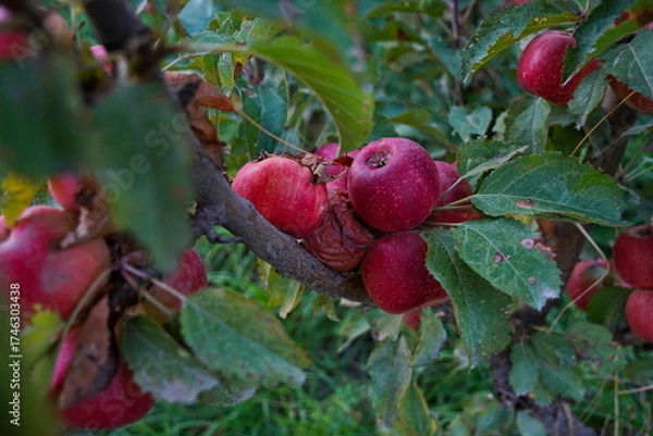 Fototapeta Branches of an apple tree. Big garden, harvest time.