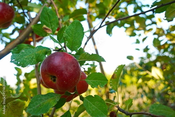 Fototapeta Branches of an apple tree. Big garden, harvest time.