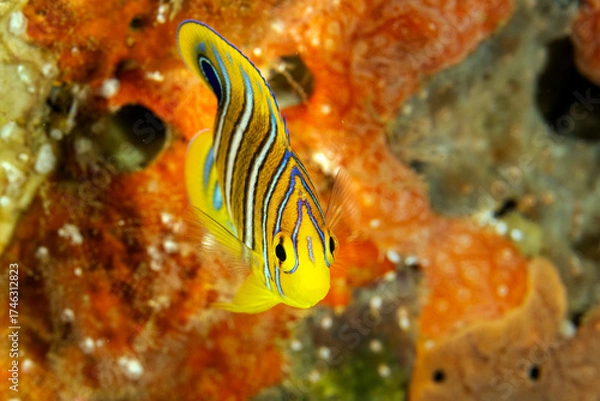 Obraz Juvenile Regal angelfishe, Pygoplites diacanthus, Raja Ampat Indonesia.