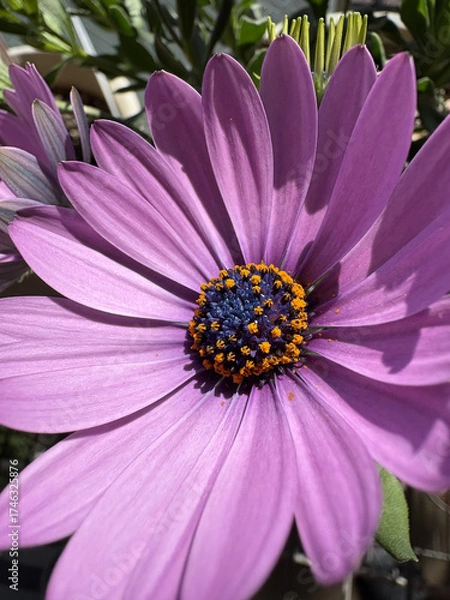 Obraz アフリカンデージー・Osteospermum〜紫〜