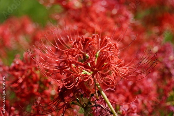 Fototapeta 秋の野辺を彩る彼岸花