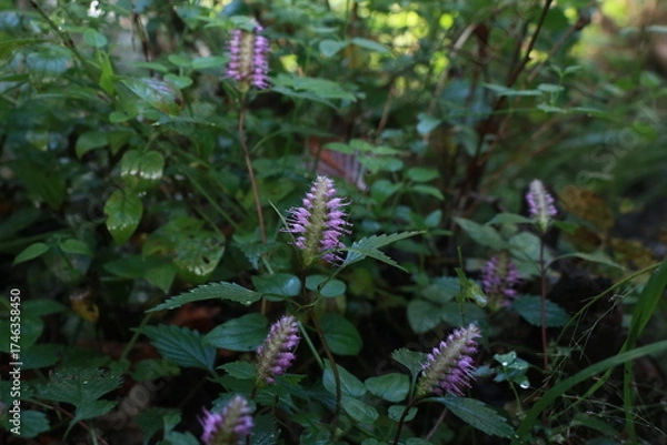 Fototapeta 꽃향유