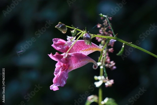 Fototapeta 물봉선