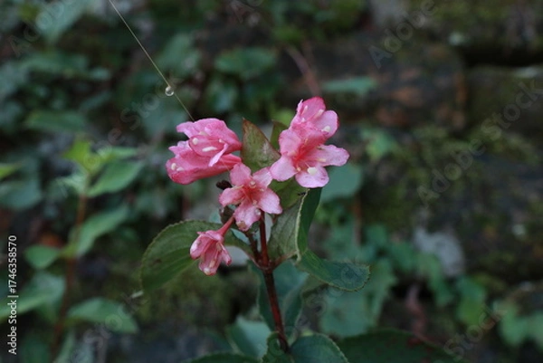 Fototapeta 붉은병꽃나무