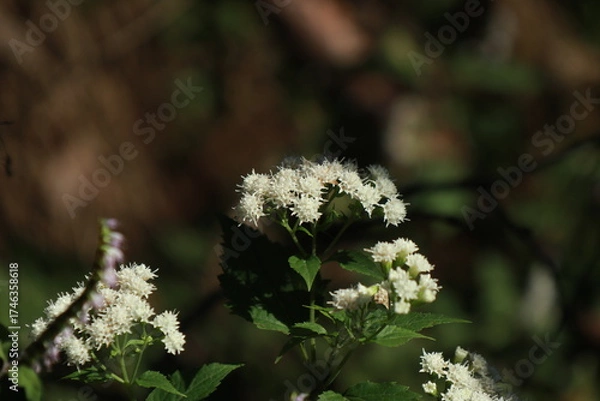 Fototapeta 서양등골나물