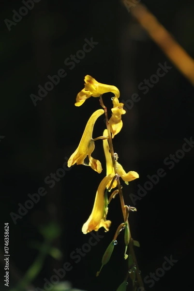 Fototapeta 선괴불주머니