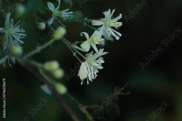 Fototapeta 으아리