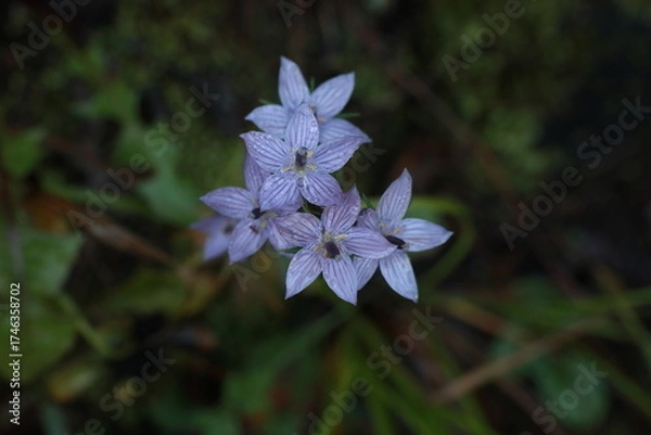 Fototapeta 자주쓴풀