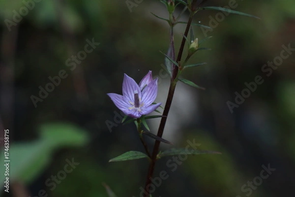 Fototapeta 자주쓴풀