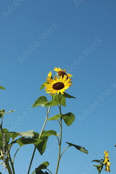 Fototapeta 해바라기