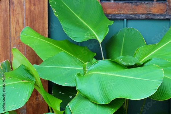 Obraz Big green leaf decoration outside with window background