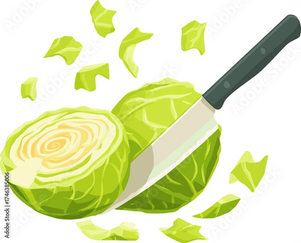 Fototapeta Fresh cabbage being chopped with a knife isolated on transparent background. Vector illustration.