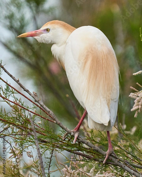 Obraz AVES DE DOÑANA