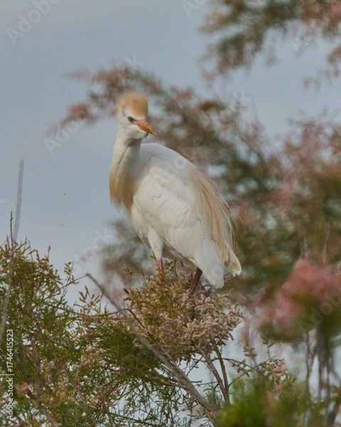 Obraz AVES DE DOÑANA