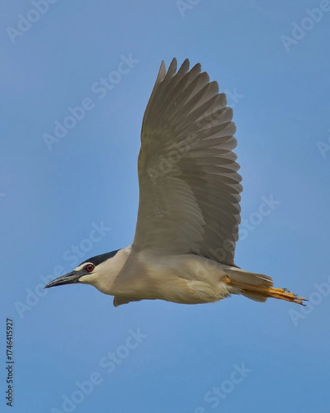 Obraz AVES DE DOÑANA