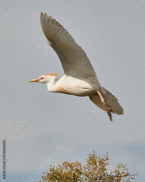 Obraz AVES DE DOÑANA