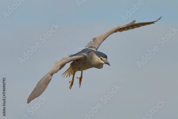 Obraz AVES DE DOÑANA