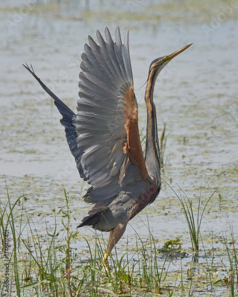 Obraz AVES DE DOÑANA