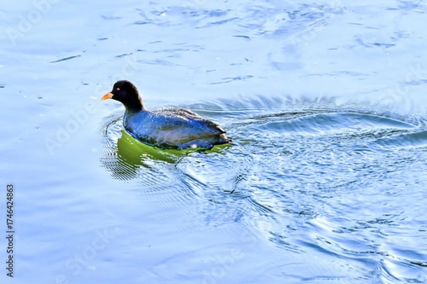 Fototapeta 池を泳ぐバン