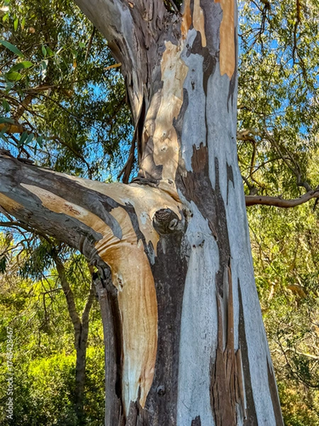 Obraz Eucalyptus trunk