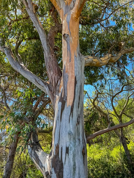 Obraz Eucalyptus trunk