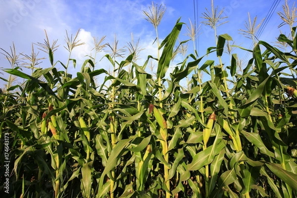 Fototapeta Corn Field