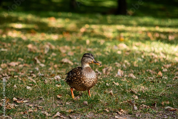 Obraz duck in the grass