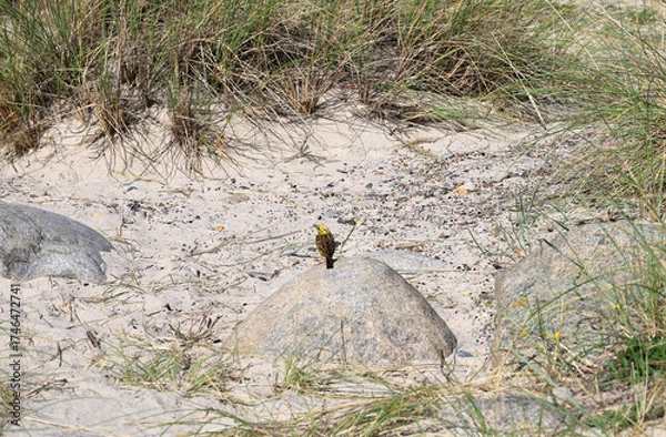 Fototapeta Landscape photo with a view of a small yellow bird (emberiza citrinella, common bunting) sitting on a stone on a sandy beach
