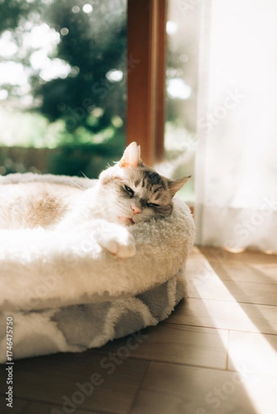 Obraz お昼寝する猫