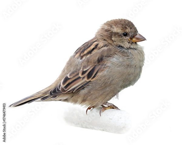 Obraz Close-up of a young female house sparrow isolated on white background. 