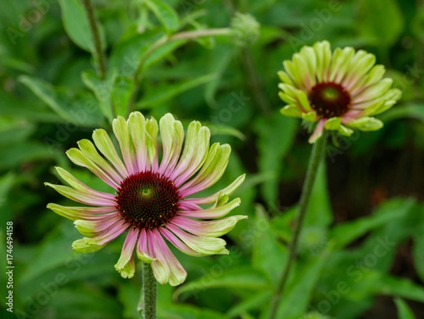 Obraz Green Twister Echinacea
