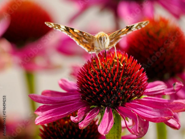 Obraz Echinacea Moench