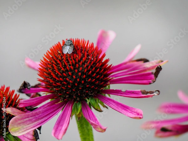 Obraz Echinacea Moench