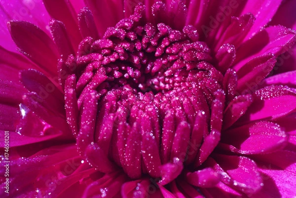 Fototapeta The flower Chrysanthemum macro with morning dew on petals.
