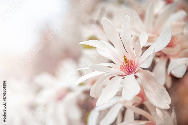 Obraz A soft-focus close-up shot of a delicate, pale pink and white star magnolia flower with a small bee on its stamen, bathed in bright natural light, suggesting spring and tranquility.