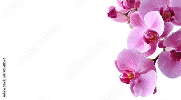 Obraz Pink orchids on black background