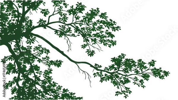 Fototapeta Tree Branches with Lush Green Leaves Nature Illustration Botanical Design Foliage Silhouette Canopy Detail Green Leaves White Background Vector Illustration Graphic Design Element Spring.