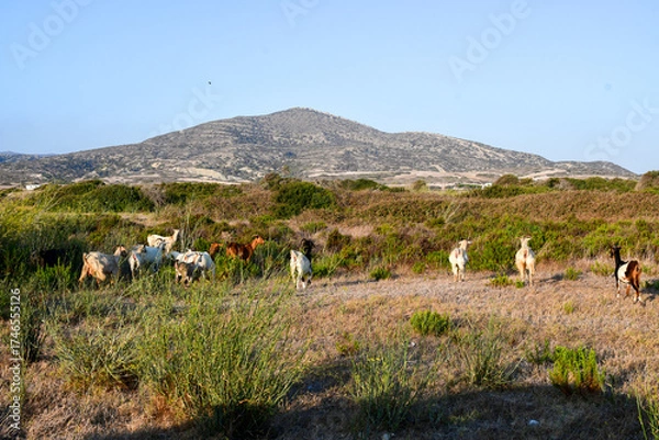 Obraz Rhodes, Greece.