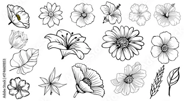 Fototapeta vector set of flowers daisy botanical 