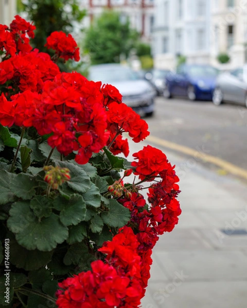 Obraz London - 06 24 2022: Red carnations on Pitt Street