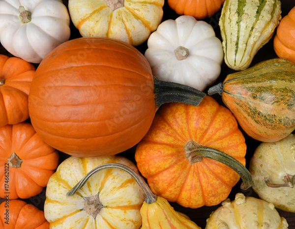 Fototapeta Group of assorted pumpkin, gourds and squash