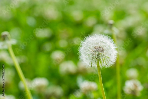 Obraz タンポポの綿毛