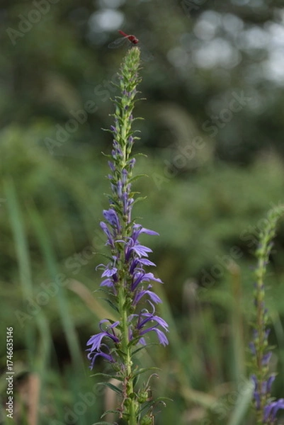 Obraz 赤とんぼが止まるサワギキョウの花を見かけた夕刻の湿地帯