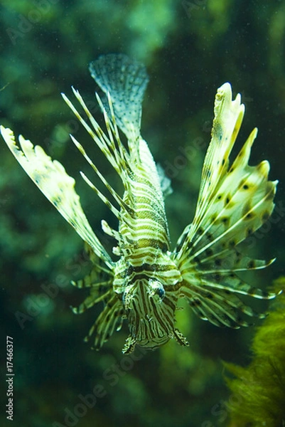 Obraz Lionfish