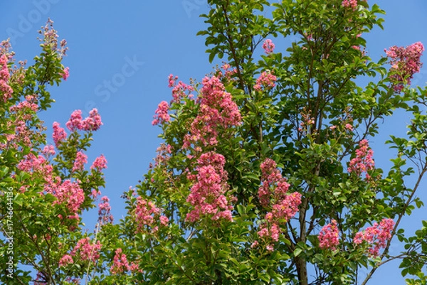 Obraz Tall blooming Сrape myrtle tree (Lagerstroemia indica) covered in vibrant pink flowers and lush green leaves, standing out against bright blue sky. Public landscape park Krasnodar or Galitsky park